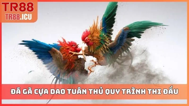 Đá gà cựa dao tuân thủ quy trình thi đấu