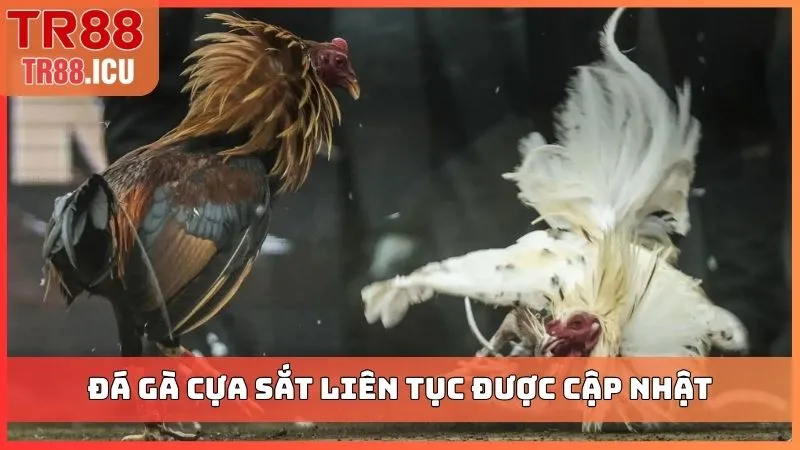 Đá gà cựa sắt liên tục được cập nhật