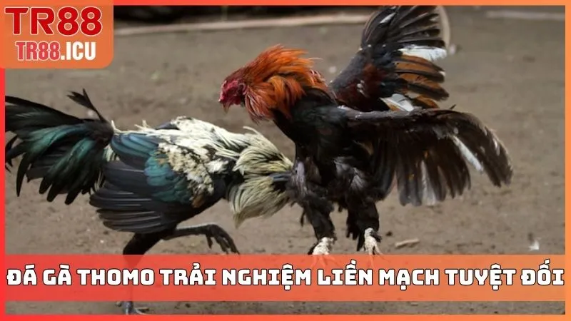 Đá gà Thomo trải nghiệm liền mạch tuyệt đối