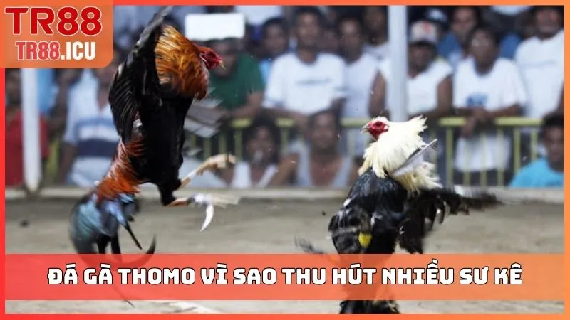Đá gà Thomo vì sao thu hút nhiều sư kê